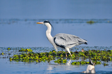 Patience, timing, and respect for nature — that’s what bird photography is all about. Capturing this beautiful avian moment in its natural habitat was truly rewarding.  