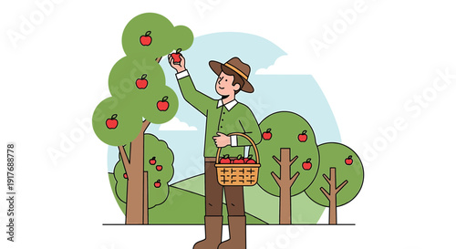 Farmer picking apples from tree in orchard, holding basket with fruit
