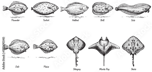 Hand-drawn vector illustration featuring various types of flatfish including Flounder, Turbot, Halibut, Sole, and Skate, ideal for educational materials, culinary guides, or vintage style designs.