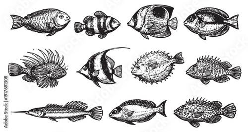 Collection of various hand-drawn fish illustrations on a white background. Perfect for nautical designs, educational materials, and seafood branding.
