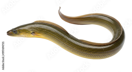 Isolated freshwater eel, Anguilla, animal, natural food source, gourmet seafood dish, tasty