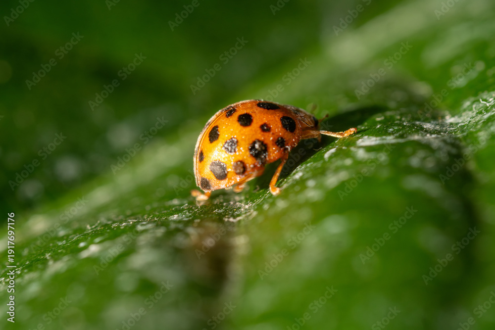 Obraz premium Close-up macro photography of a vibrant orange ladybug with black spots on a wet green leaf surface. Natural wildlife and garden background.