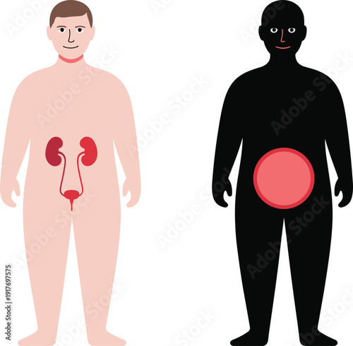 Human urinary system anatomy illustration, kidneys bladder ureters urethra diagram, medical educational chart, healthcare design, pelvic region anatomy reference