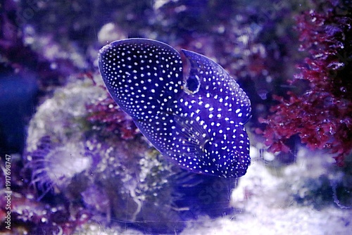 poisson