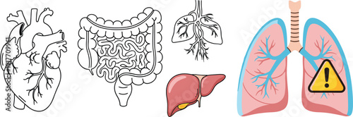 Human internal organ icon set with heart lungs liver and intestines for medical anatomy and healthcare vector illustration