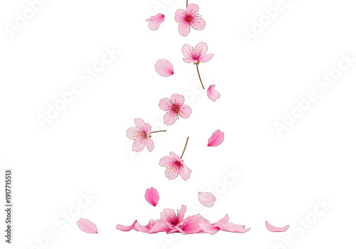Pink Cherry Blossoms and Petals Falling Downward