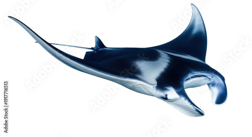 Bild auf Leinwand Isolated Manta Ray underwater, a large marine animal with cephalic fins and dark