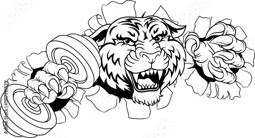 A tiger weight lifting gym ...