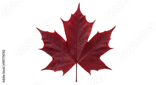 Fotografie Isolated bright red maple leaf, a botanical symbol of Canada during the Autumn s