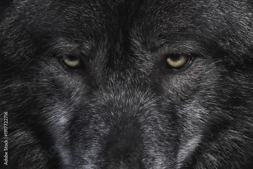 Quadro em tela Symmetrical close-up of a Black wolf’s piercing amber eyes, framed by dense dark fur, capturing fine texture, shadow detail, and an intense, commanding gaze