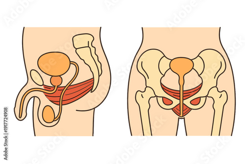 This anatomical illustration shows the male pelvic region from side and front views, highlighting the bladder, prostate, urethra, and pelvic floor muscles within the skeletal structure.