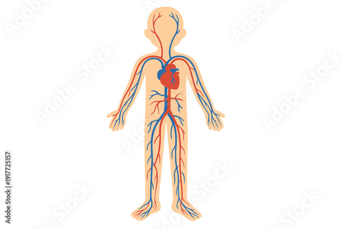 A flat illustration of the human circulatory system featuring a central heart with red and blue blood vessels extending through the entire body silhouette.