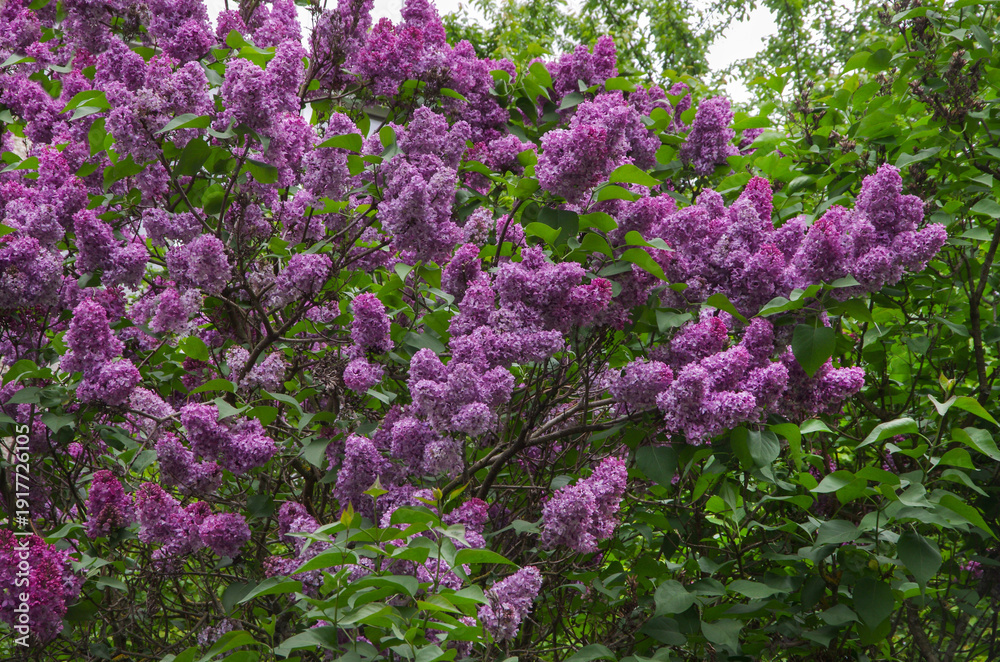 Obraz premium flowers of the lilac bush (Latin: Syringa)