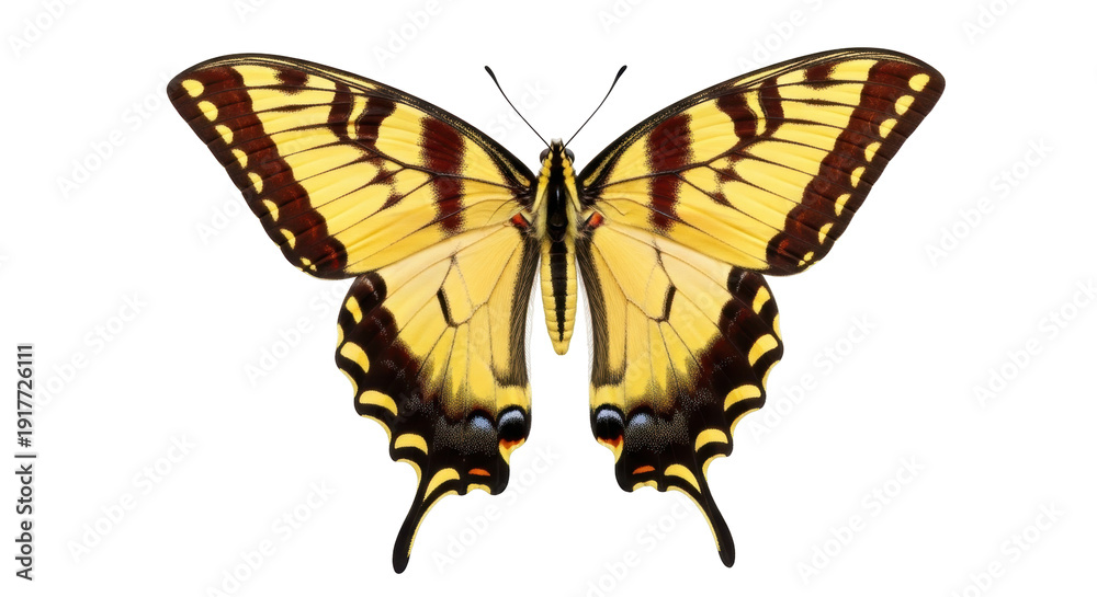 Obraz premium Isolated Eastern tiger swallowtail butterfly Papilio glaucus on display with wings spread wide