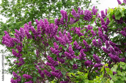 beautiful purple flowers of the lilac large bush