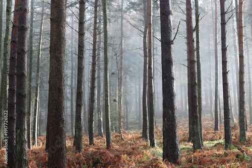 Fotografía Sunlight shining through mist in a woodland