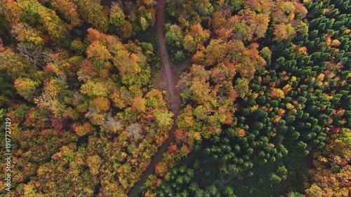 fpv drone going down with bird eye view on forest canopy with fall colours on a sunny autumn day in the Vosges region