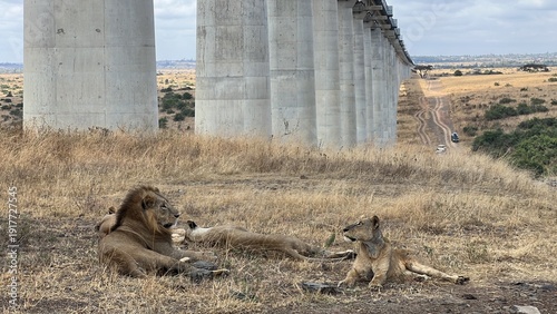 Pride of lions in Kenya