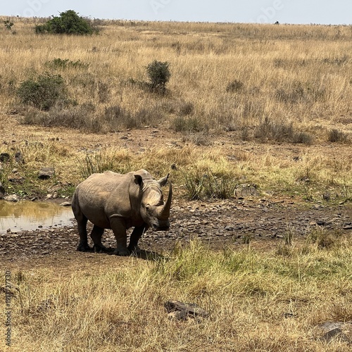 Single white rhino in Kenya