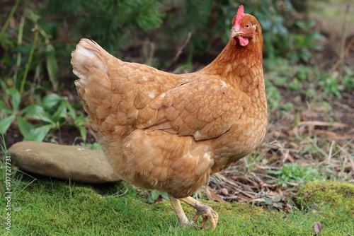 Fotografía Brown hen standing in a garden