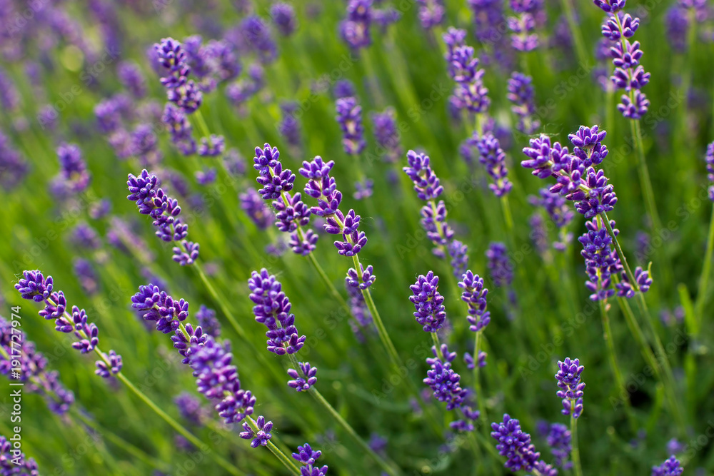 Obraz premium lavender flowers in the garden