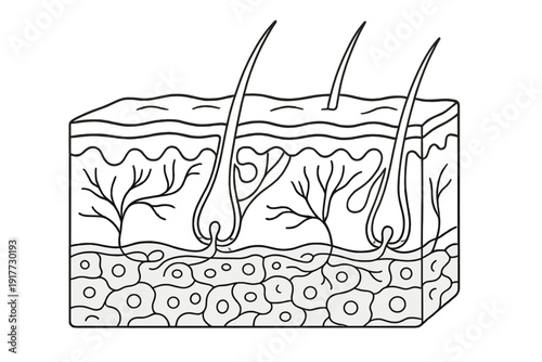 This black and white line art illustration depicts a cross-section of human skin anatomy, featuring hair follicles, nerve endings, and subcutaneous fat cells in a simple diagram.