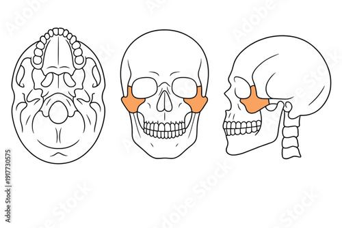 Three anatomical diagrams of a human skull showing the inferior, anterior, and lateral views. The zygomatic bone is highlighted in orange to indicate its position in the facial structure.