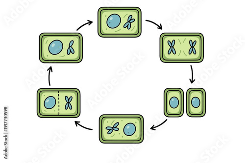 A biological illustration showing the stages of cell division in a plant cell. The diagram features six steps arranged in a circular flow with arrows indicating the process of mitosis.