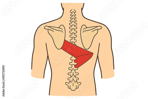An anatomical diagram illustrates the human back, featuring the spine and shoulder blades. The rhomboid muscles are highlighted in red to show their position and attachment points.