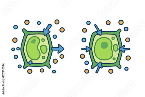 This scientific illustration depicts the process of osmosis in plant cells, showing how water movement affects cell structure, turgor pressure, and plasmolysis in two stages.