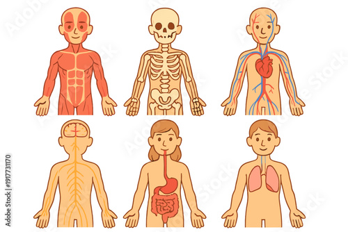 Six cartoon illustrations showing different human body systems including muscular, skeletal, circulatory, nervous, digestive, and respiratory systems on a dark background.