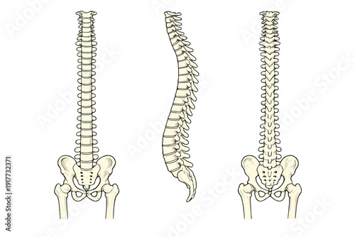 Detailed anatomical illustration of the human spine and pelvis from three different angles: front, side, and back, presented as a clear medical diagram on a dark background.