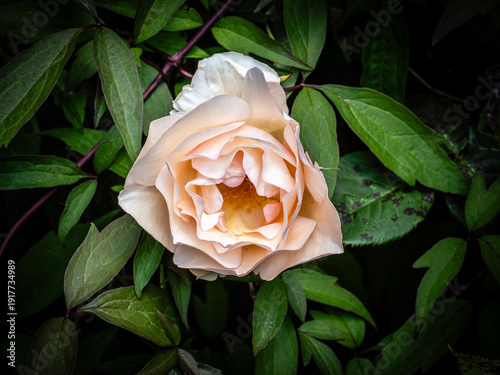Pink Beauty