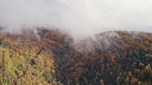 drone shot going down in mist over mountain and pine forest with fall colours on a sunny autumn day in Vosges