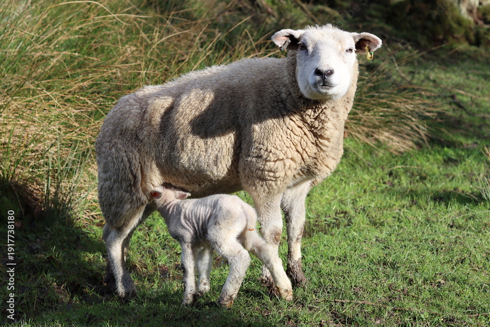 Fototapeta premium Sheep with lamb in a field in spring