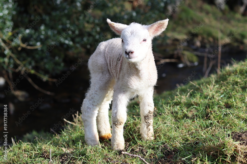 Obraz premium Newborn lamb in a field in spring sunshine