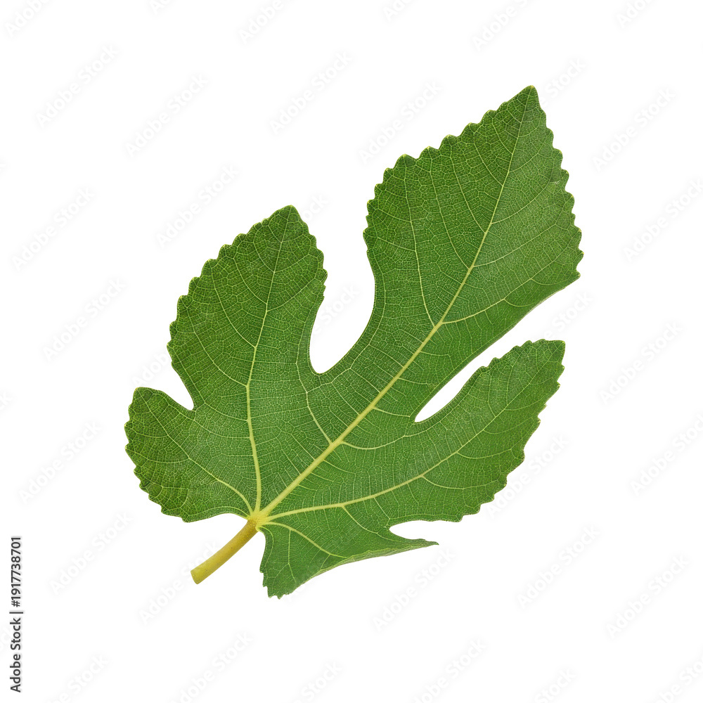 Fototapeta premium Green Fig Leaf Isolated Black Background