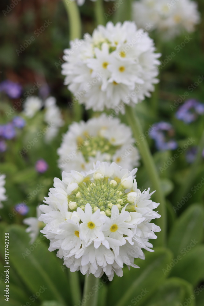 Obraz premium White flowers on Primula denticulata