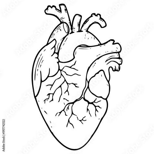 vintage style human heart organ vector drawing