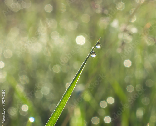 Morning dew on green grass with soft bokeh background