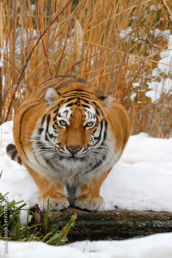 Obraz premium Sibirischer Tiger (Panthera tigris altaica) im Schnee