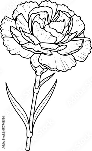 Elegant Carnation Bloom Silhouette - Dianthus Flower and Botanical Floral Vector
