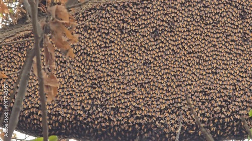 Massive honey bee swarm on tree branch, thousands of honeybees clustered in nature, wild honeybee colony nesting in forest