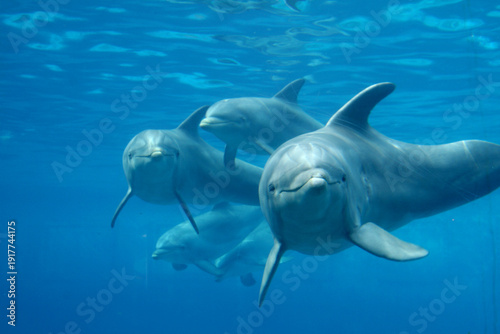 Große Tümmler (Tursiops truncatus) Gruppe unter Wasser 