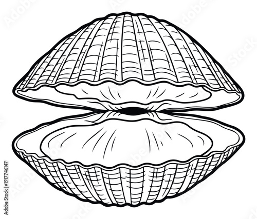 Detailed black and white outline of an open scallop shell showcasing its intricate texture, ideal for oceanthemed branding, educational resources, or coastal decor graphics