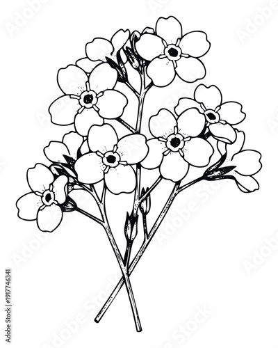 Delicate forgetmenot flowers drawn in a vintage outline style suitable for botanical studies, print projects, or naturethemed decorative applications