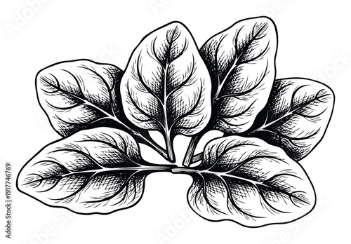 Black and white botanical graphic of fresh spinach leaves perfect for healthy eating blogs organic food packaging and sustainable lifestyle projects.