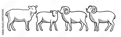 Detailed line art of a ewe, young sheep, and two rams standing together, ideal for educational resources, livestock farming brochures, or culinary product labels.