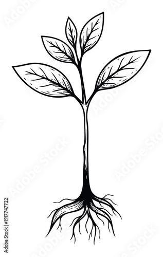 Black and white handdrawn illustration of a small plant with visible roots and leaves, perfect for ecofriendly marketing, environmental education, and naturethemed designs