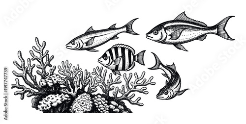 Underwater ocean scene featuring various fish species swimming among intricate coral reefs rendered in a classic handdrawn engraving style for aquatic themed educational materials or